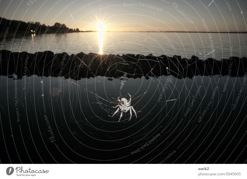 Spinne mit Aussicht Umwelt Natur Landschaft Tier Wasser Wolkenloser Himmel Horizont Sonne Herbst Schönes Wetter Küste Ostsee Bewegung hängen krabbeln leuchten