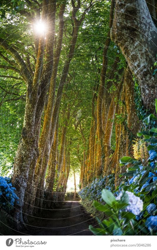 Allee Sonne Schönes Wetter Baum Wald Straße schön Idylle Natur Azoren Hortensie Farbfoto Außenaufnahme Morgen Licht Sonnenlicht Sonnenstrahlen