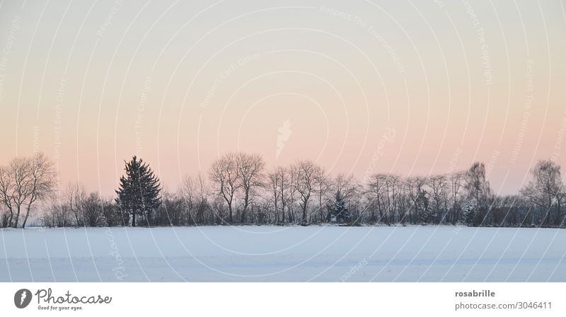 Abendstimmung im Schnee | nebulös ruhig Winter Weihnachten & Advent Natur Landschaft Himmel Nebel Baum Sträucher Feld Wald träumen kalt gelb orange weiß