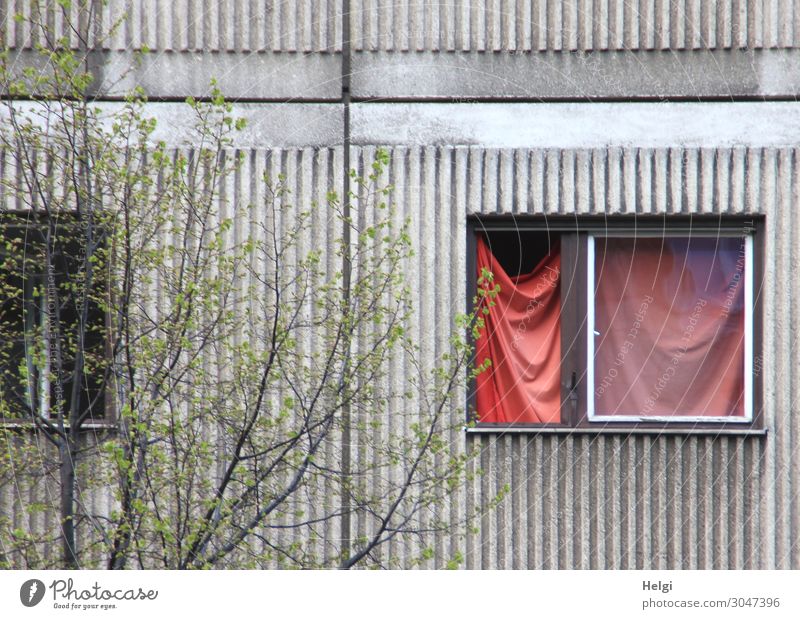 Fassade eines alten Gebäudes mit geöffnetem Fenster und rotem Vorhang Umwelt Pflanze Sträucher Mauer Wand festhalten hängen Häusliches Leben authentisch