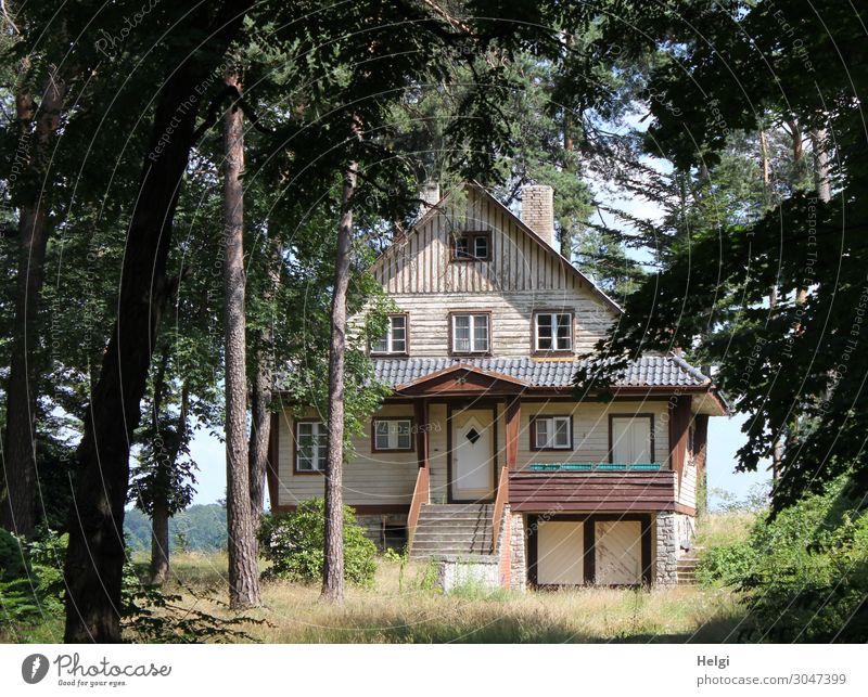 einsames verwunschenes altes Haus steht zwischen hohen Bäumen Umwelt Natur Landschaft Pflanze Sommer Schönes Wetter Baum Gras Sträucher Gebäude Architektur