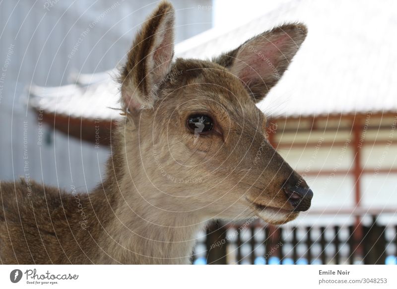 Rehauge Tier Nara Japan Tempel Wildtier Hirsche 1 niedlich Farbfoto Außenaufnahme Tag Tierporträt Wegsehen