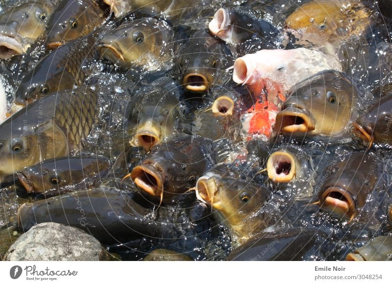 Koi Frenzy Tier Teich Fisch Tiergruppe Schwarm Appetit & Hunger gefräßig Hemmungslosigkeit Karpfen voll Farbfoto Außenaufnahme Tag Vogelperspektive