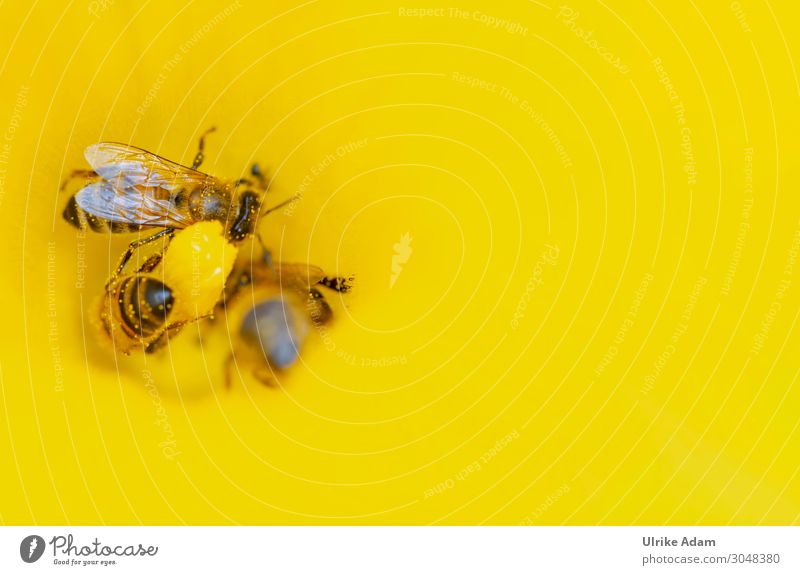 Bienen bei der Arbeit - Pollenaufnahme in der gelben Blüte Insekt Tier Nektar Flügel Honigbiene Makroaufnahme sorgsam Sommer Blume Garten Natur Menschenleer