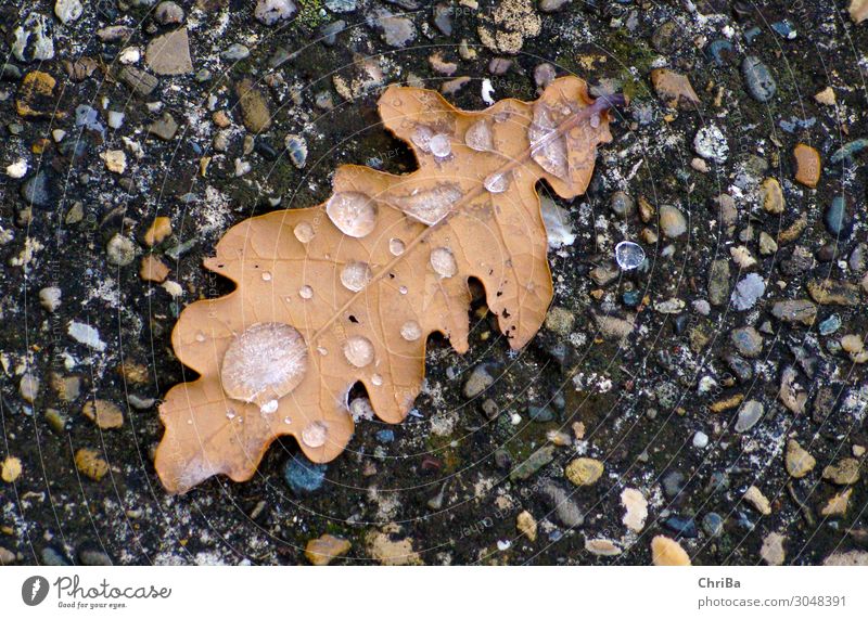 Herbstkälte Natur Pflanze Urelemente Erde Wasser Wassertropfen Winter Klima schlechtes Wetter Eis Frost Baum Blatt Wildpflanze Wald Felsen Gefühle Stimmung