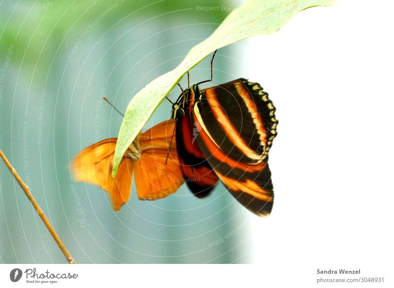 Schmetterlinge Umwelt Natur Pflanze Tier Sommer Klima Klimawandel Garten Park Wiese 2 Fressen exotisch orange tropisch Urwald schön Farbfoto Außenaufnahme