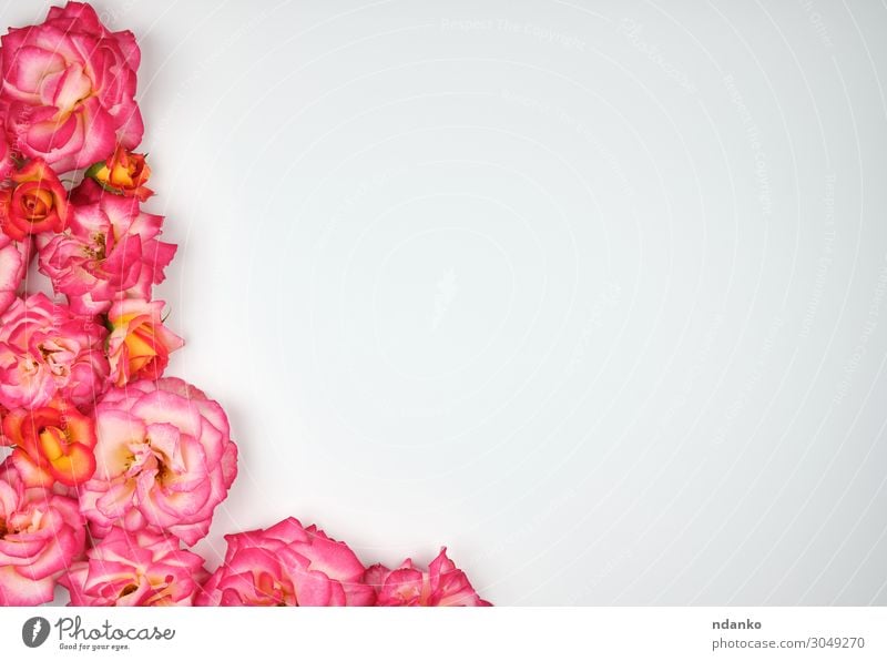 blühende rosa Rosen sind geschlüpft Ecke schön Sommer Dekoration & Verzierung Feste & Feiern Hochzeit Natur Pflanze Blume Blüte Blumenstrauß Blühend Liebe
