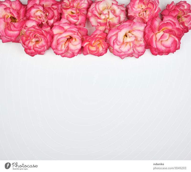 blühende Knospen von rosa Rosen auf weißem Hintergrund Lifestyle Sommer Dekoration & Verzierung Feste & Feiern Valentinstag Muttertag Hochzeit Geburtstag Natur