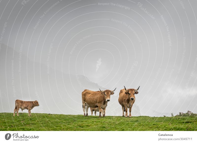 Betrachtungsweise, Kühe und ihre Kälber auf der Alm betrachten die Landschaft Natur Pflanze Tier Himmel Gewitterwolken Horizont Sommer schlechtes Wetter Gras