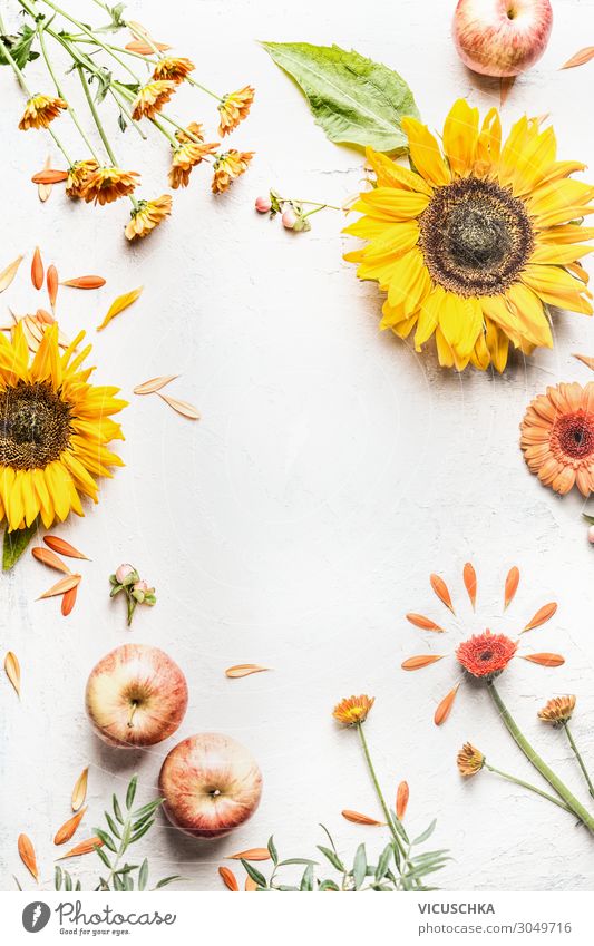 Herbst Hintergrund mit Sonnenblumen und Äpfeln Stil Design Sommer Natur Dekoration & Verzierung Blumenstrauß Hintergrundbild Apfel Rosengewächse