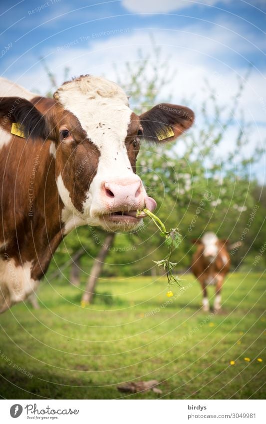 Eine Milchkuh auf der Weide schaut in die Kamera und frisst dabei eine Blume. biologische Weidehaltung.Im Hintergrund eine weitere Kuh. schwache Tiefenschärfe. schönes Wetter
