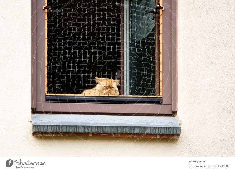 https://www.photocase.de/fotos/3050138-katze-am-offenen-fenster-mauer-wand-tier-haustier-photocase-stock-foto-gross.jpeg