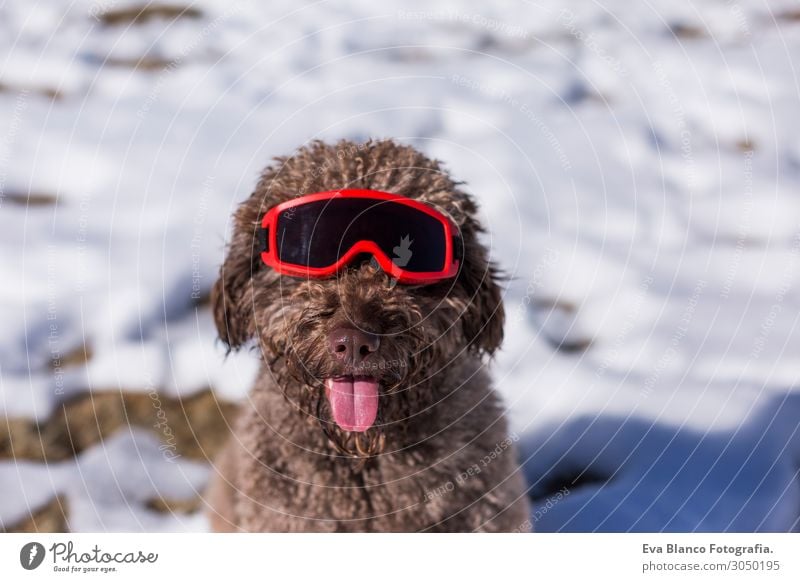lustiger spanischer Wasserhund mit Skibrille im Schnee Lifestyle Glück Erholung Freizeit & Hobby Ferien & Urlaub & Reisen Winter Berge u. Gebirge