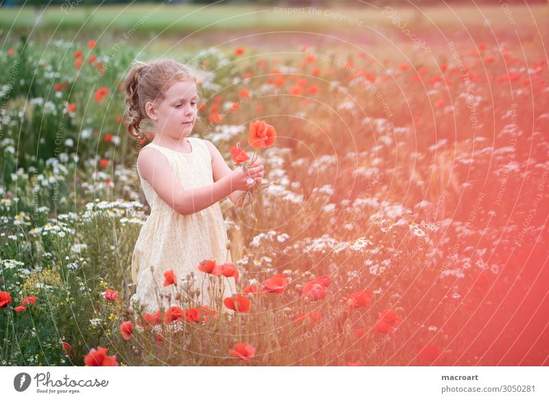 Kind hält Mohnblume Mohnfeld Feld Mohnblüte Blume Blüte rot festhalten Mädchen Frau feminin Pflanze Tier Sommer Leben mehrfarbig bezaubernd