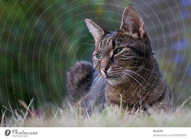 Entspannt, aber wachsam - Tigerkatze im Garten Häusliches Leben Sommer Schönes Wetter Pflanze Gras Sträucher Wiese Tier Haustier Katze Tigerfellmuster