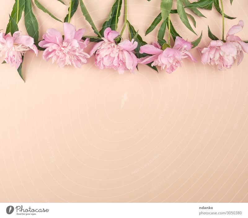 blühende rosa Pfingstrosenknospen auf Pfirsichgrund Design schön Sommer Dekoration & Verzierung Feste & Feiern Muttertag Ostern Hochzeit Geburtstag Natur