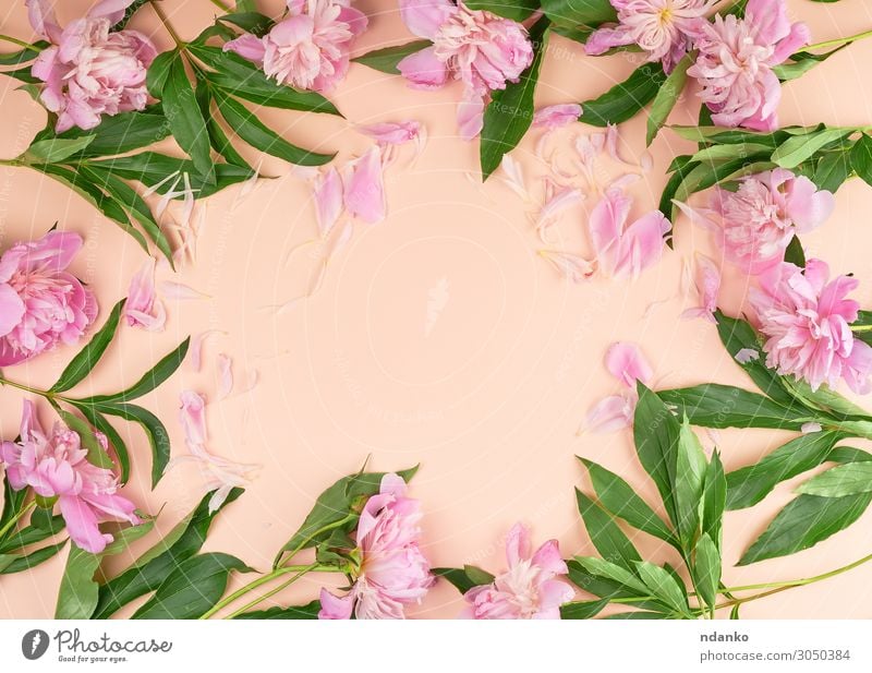 blühende rosa Pfingstrosenknospen auf Pfirsichgrund Design schön Sommer Dekoration & Verzierung Feste & Feiern Valentinstag Muttertag Hochzeit Geburtstag Natur
