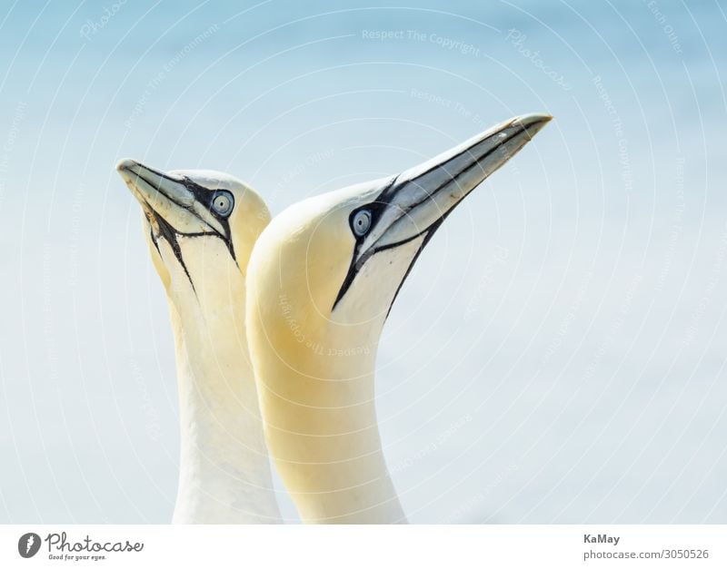 Porträts zweier Basstölpel Natur Tier Helgoland Deutschland Europa Wildtier Vogel 2 authentisch frei natürlich gelb weiß ästhetisch Zufriedenheit Meeresvogel