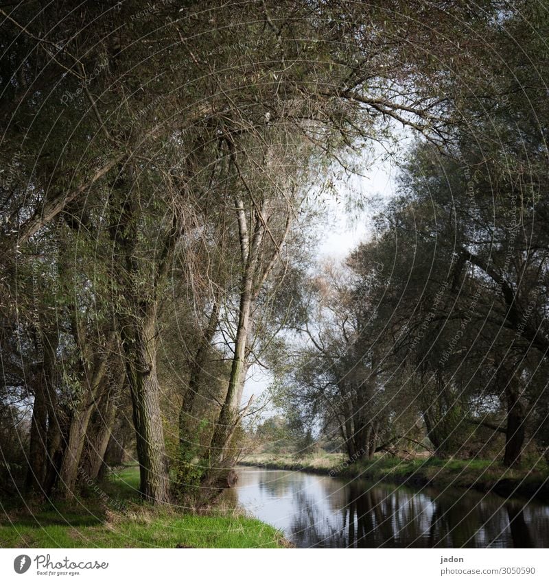 stilles wasser. Fluss Flussufer Wasser Außenaufnahme Menschenleer Natur Farbfoto Baum Pflanze Reflexion & Spiegelung Landschaft Umwelt ruhig grün Idylle