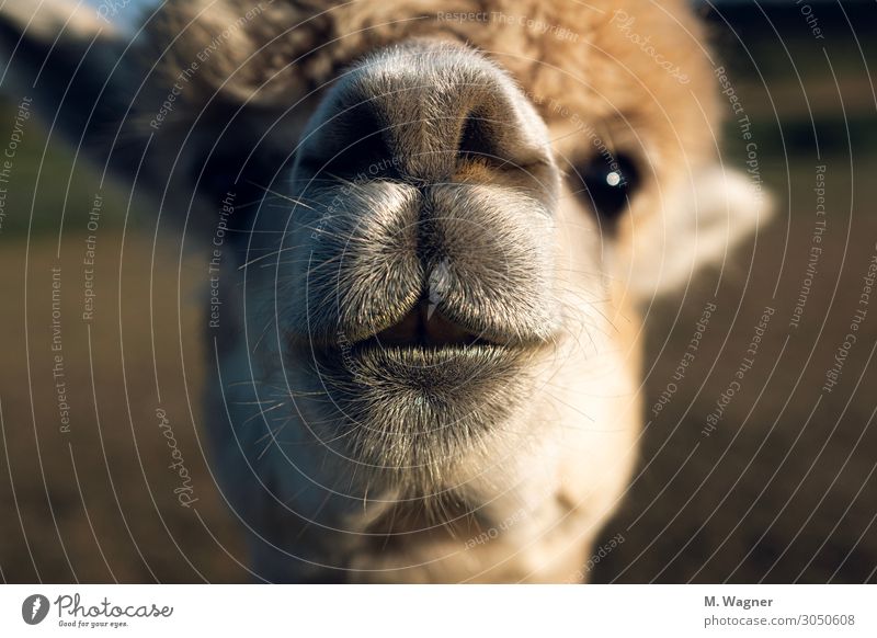 Immer neugierig sein Tier Nutztier Tiergesicht 1 Neugier niedlich gold Glück Fröhlichkeit Zufriedenheit Coolness Tierliebe Alpaka Farbfoto Außenaufnahme