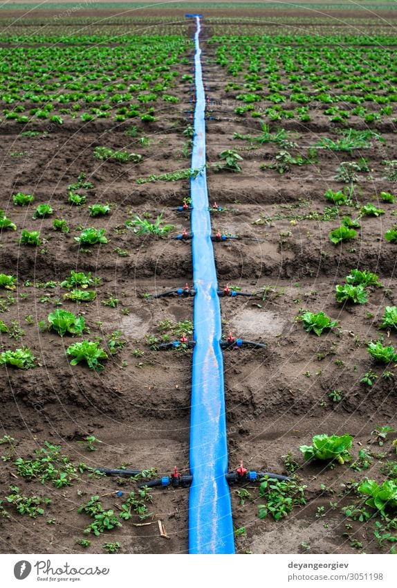 Bepflanzte landwirtschaftliche Flächen und Leitungen zur Bewässerung. Garten Umwelt Pflanze Erde Kunststoff grün bewässern Wasser Ackerbau pumpend Röhren