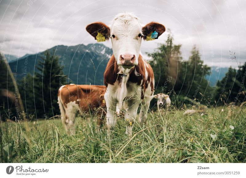 Kuh im österreichischen Pitztal Natur Landschaft Wiese Wald Alpen Berge u. Gebirge 3 Tier Herde Fressen Blick stehen Freundlichkeit Glück natürlich Neugier