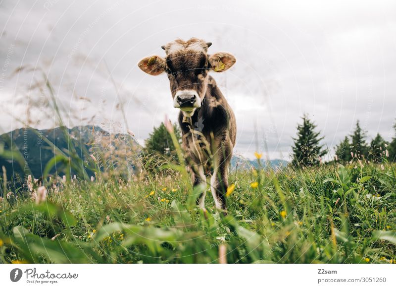 Junges Kalb auf der Alm Natur Landschaft Sommer Blume Wiese Alpen Berge u. Gebirge Gipfel Nutztier Kuh beobachten stehen Gesundheit Neugier grün Interesse