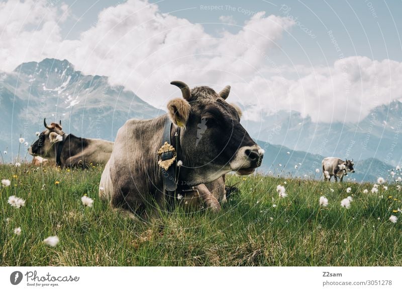 Kühe auf der Almwiese am Gipfel Natur Landschaft Wolken Sommer Schönes Wetter Blume Wiese Alpen Berge u. Gebirge Nutztier Kuh Erholung liegen nachhaltig