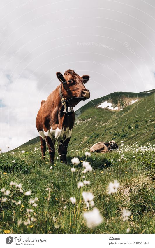 Kuh im österreichischen Pitztal Natur Landschaft Wolken Sommer Blume Wiese Alpen Berge u. Gebirge Gipfel Nutztier stehen gigantisch natürlich braun Kraft