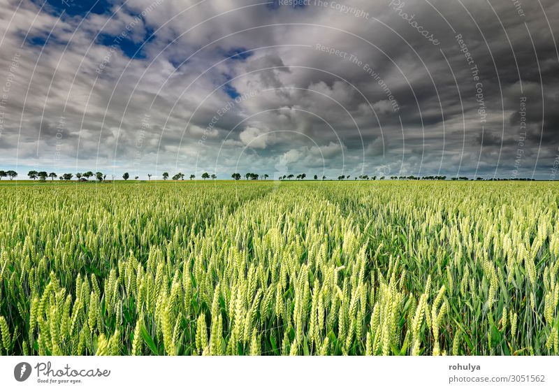 Weizenfeld und schöner Himmel an sonnigen Tagen Brot Sommer Umwelt Natur Landschaft Erde Wolken Gewitterwolken Horizont Unwetter Sturm Baum Wiese Feld natürlich