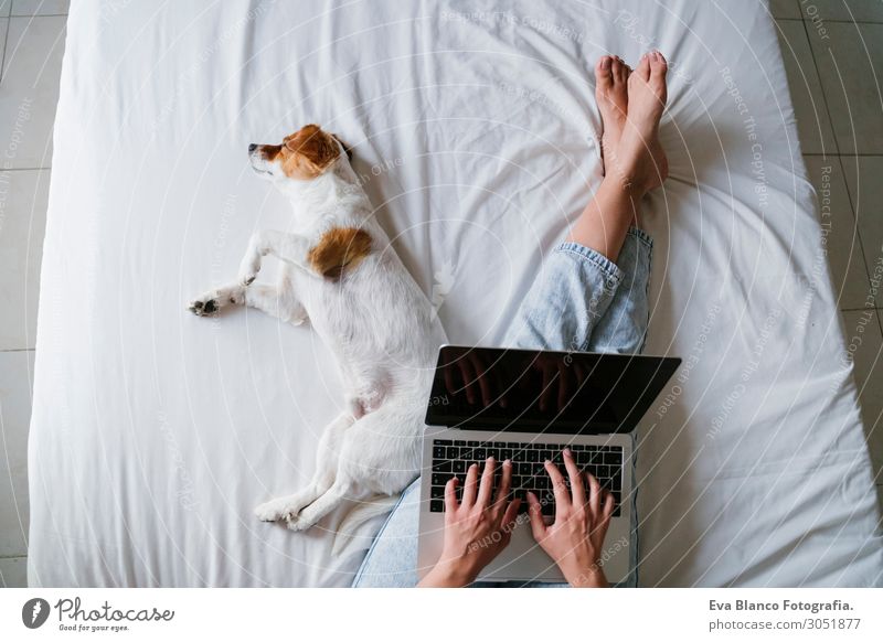 junge Frau auf dem Bett, die am Laptop arbeitet, süßer kleiner Hund nebenbei Lifestyle Freude Glück schön Erholung Freizeit & Hobby Spielen Computer Notebook