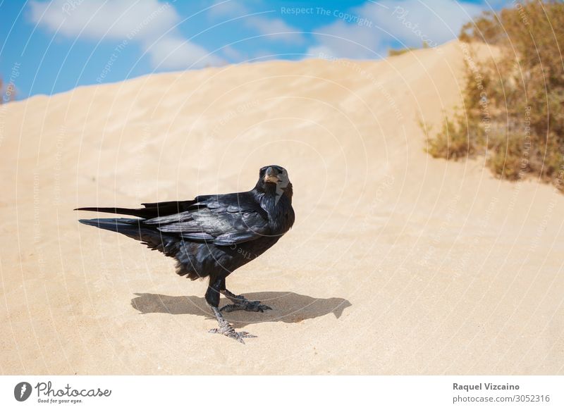 Schwarze Krähe in Sanddünen. Tier Himmel Sommer Vogel Cuervo 1 beobachten fliegen leuchten schwarz Einsamkeit Rabe wüst Tierwelt Sperlingsvögel Feder Gipfel