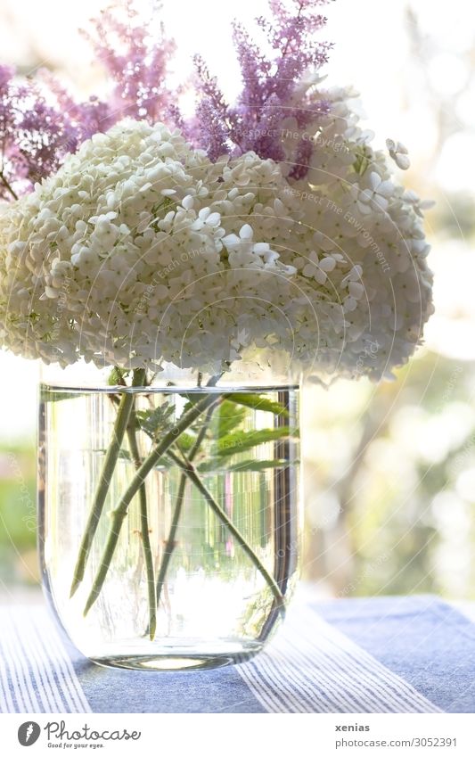 helle Hortensie in Vase mit Wasser auf blauer Tischdecke Blumenvase Hortensienblüte Wohnung Dekoration & Verzierung Blumenstrauß Tischwäsche Blüte Blühend Duft