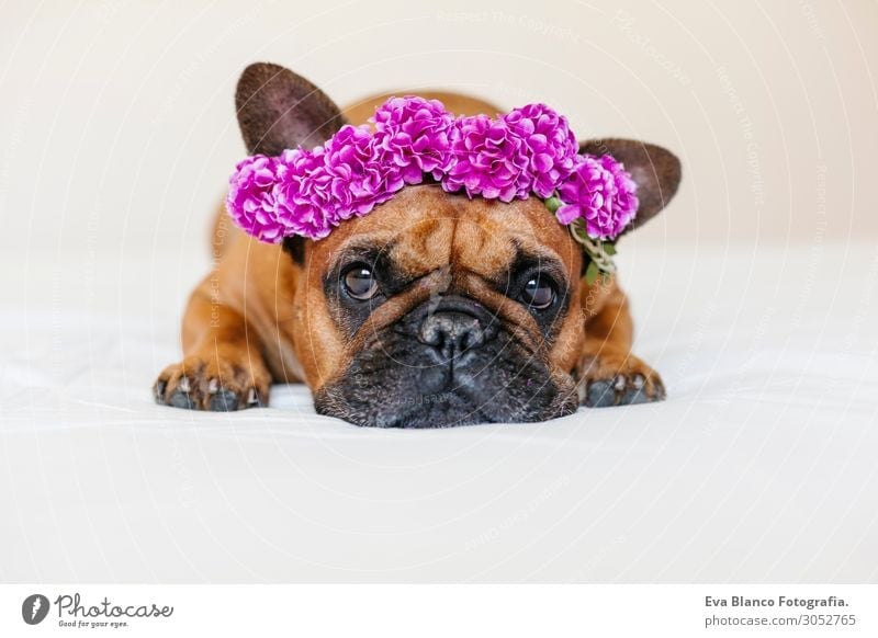 süsse braune französische Bulldogge zu Hause mit einem Blumenkranz Lifestyle Stil Glück schön Erholung Freizeit & Hobby Bett Raum Tier Frühling Sommer Haustier