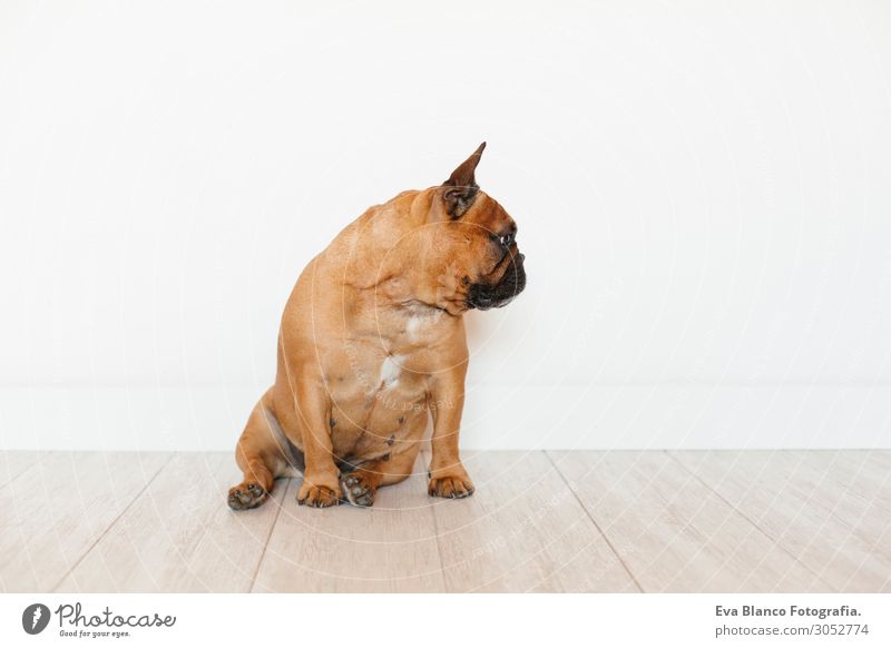 Porträt der süßen braunen französischen Bulldogge, Haustiere im Haus und im Lebensstil. Lifestyle Stil Glück schön Erholung Freizeit & Hobby Raum Tier Hund 1