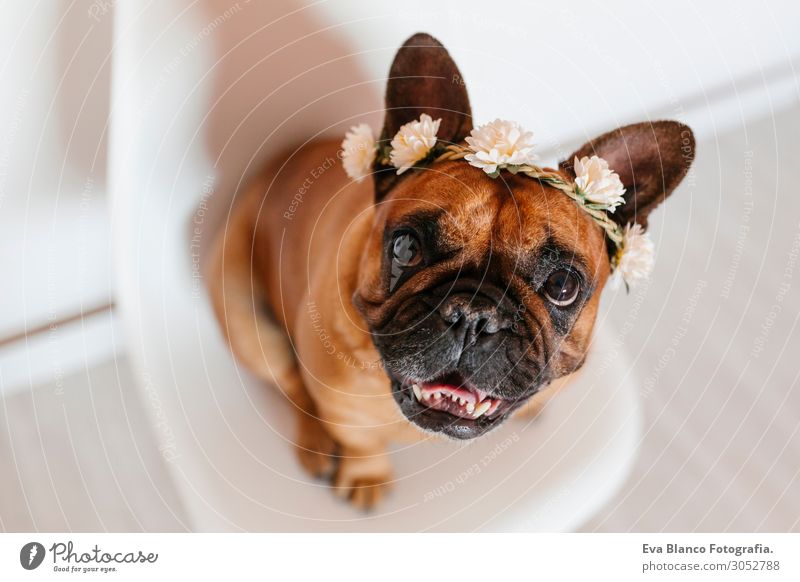 süsse braune französische Bulldogge zu Hause mit einem Blumenkranz Lifestyle Stil Glück schön Erholung Freizeit & Hobby Raum Freundschaft Tier Frühling Sommer
