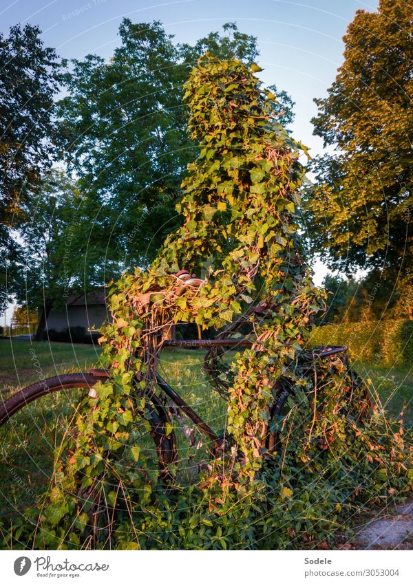 Radfahrerdenkmal Freizeit & Hobby Sport Fitness Sport-Training Fahrradfahren Kunst Skulptur Baum Efeu Wiese Park Sinnbild ästhetisch authentisch außergewöhnlich
