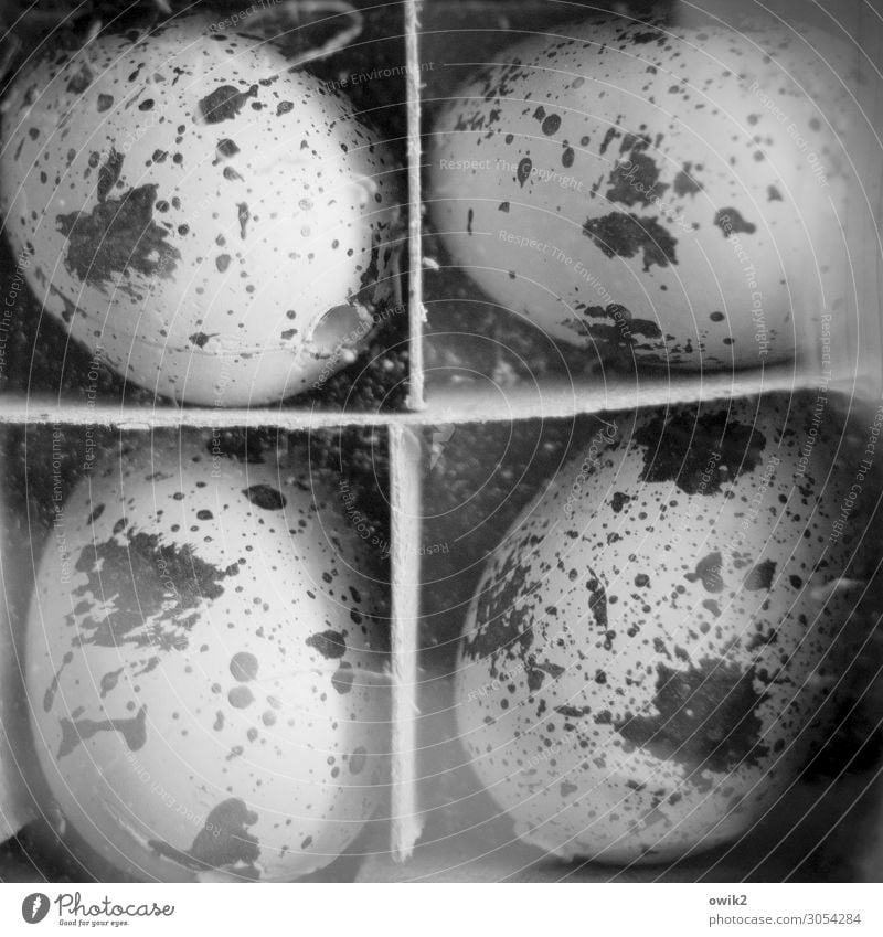 Seltene Eier Eierschale 4 verpackt Trennung alt rund Schwarzweißfoto Innenaufnahme Detailaufnahme Muster Strukturen & Formen Menschenleer Totale Nahaufnahme