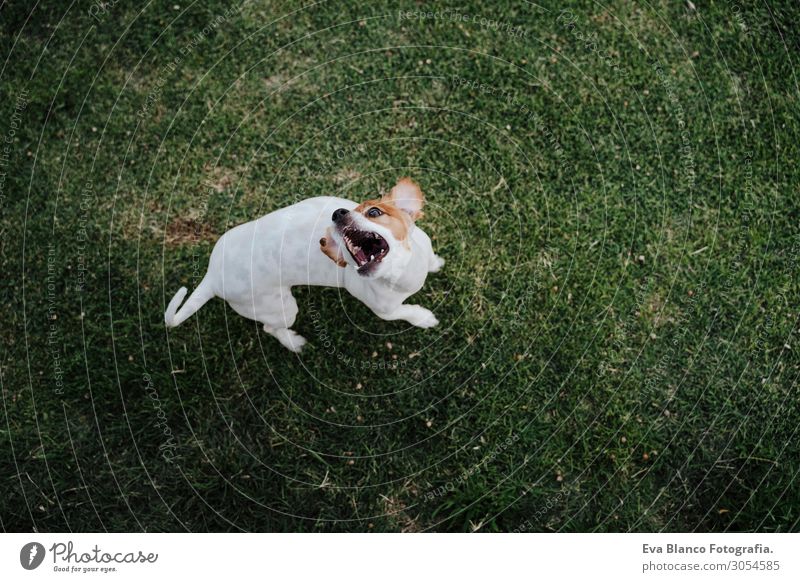 süßer Jack Russell Hund isst Leckereien auf dem Rasen in einem Park. Essen Lifestyle Erholung Sommer Natur Tier Gras Haustier beobachten Lächeln sitzen springen