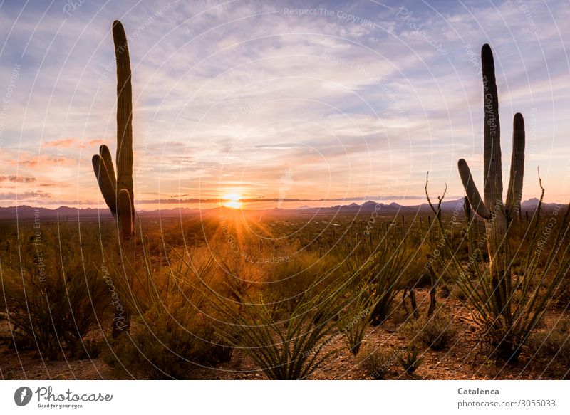 In der Wüste geht die Sonne hinter den Bergen unter, die Saguaros und Ocotillos schauen zu Wüstenpflanze Saguaro Kaktus Kakteen Horizont Sonnenstrahlen