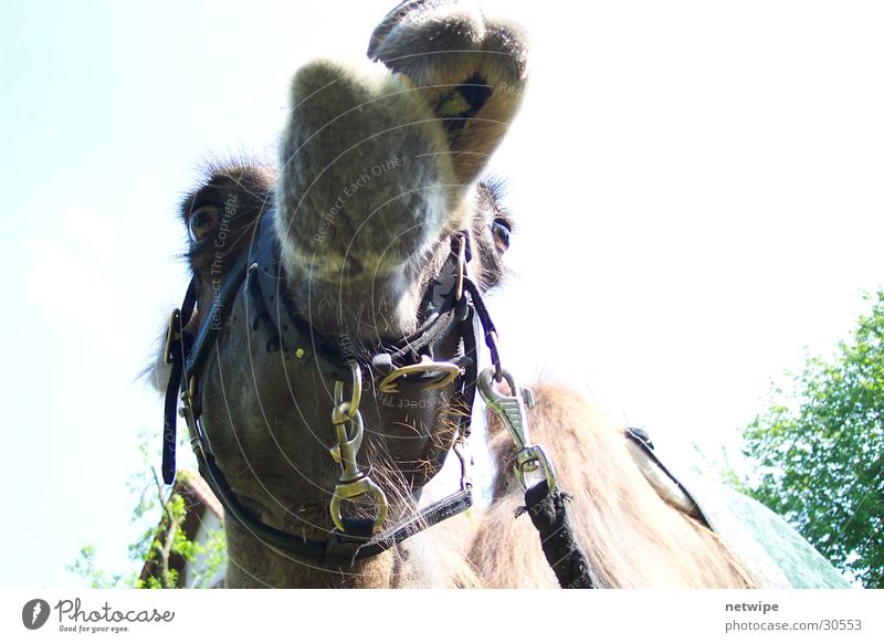 Kamel Kamelhöcker Dromedar Tier Wüste siebnach