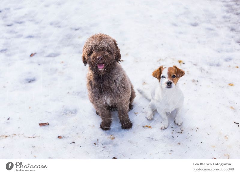 zwei süße Hunde am Berg im Schnee mit Blick auf die Kamera Lifestyle Freude Glück Freizeit & Hobby Jagd Sommer Berge u. Gebirge Freundschaft Natur Landschaft