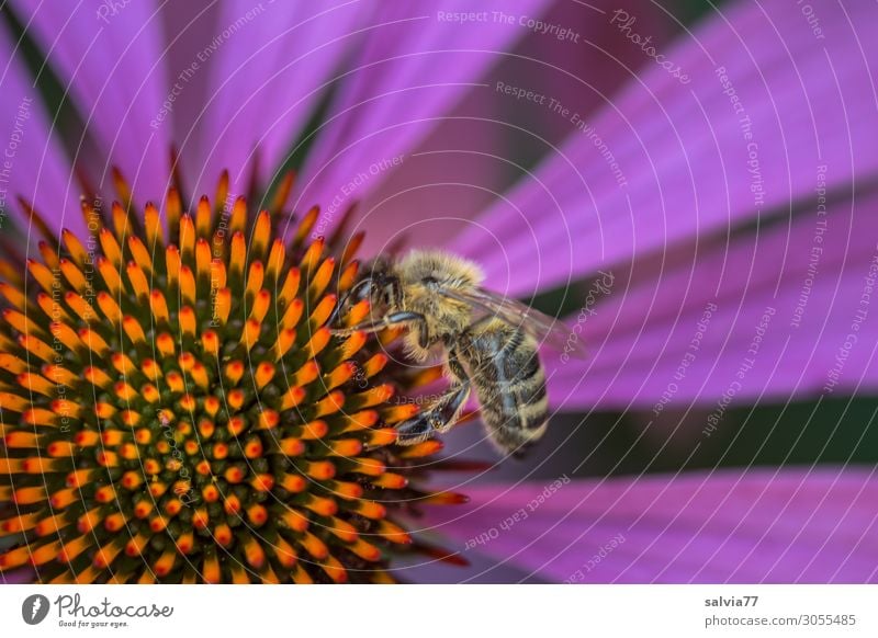 echinacea purpurea Umwelt Natur Sommer Pflanze Blume Blüte Roter Sonnenhut Garten Tier Nutztier Biene Insekt Honigbiene Arbeiter Pollen Nektar 1 Blühend Duft