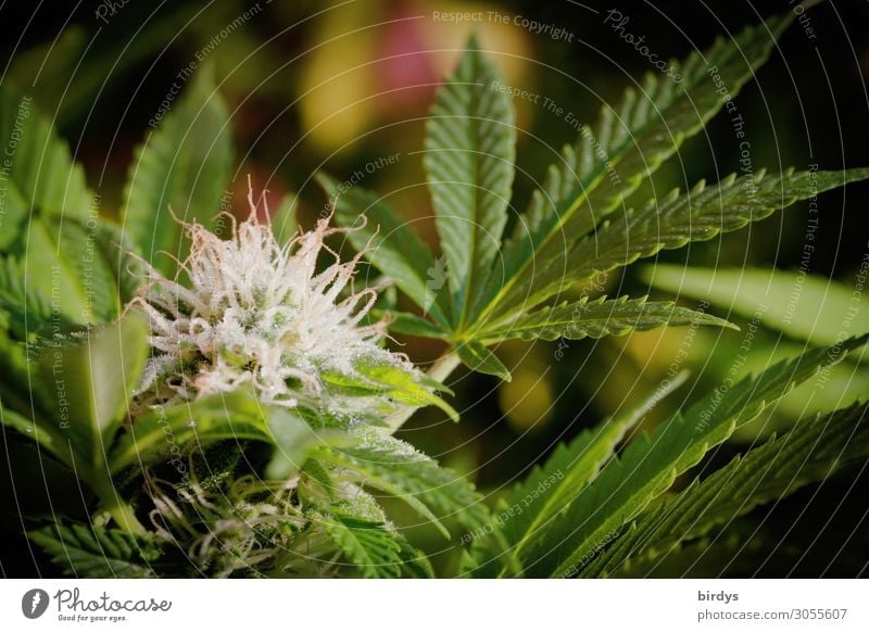 Cannabispflanze mit Cannabisblüte in Nahaufnahme. Marihuanablüte an Hanfpflanze THC Cannabisblatt Alternativmedizin Rauschmittel Pflanze Kiffen Blatt Blüte