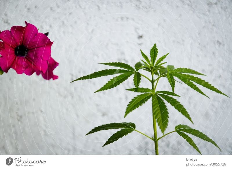 Florales Miteinander Rauschmittel Sommer Blume Hanf Blüte Topfpflanze Cannabis Mauer Wand Blühend Duft Wachstum ästhetisch authentisch frisch positiv grün rosa