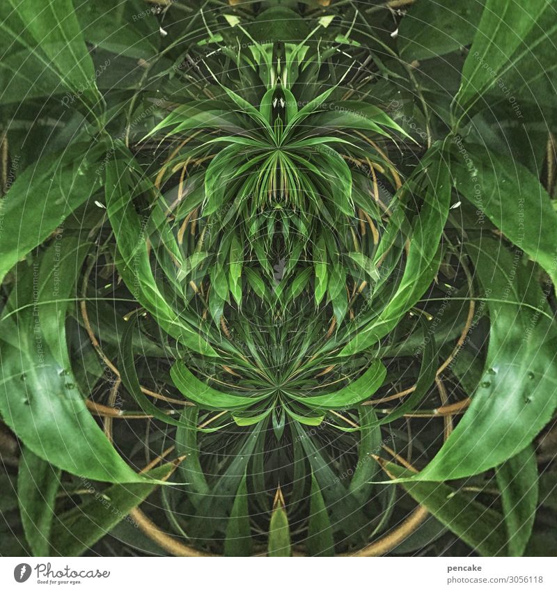 bamboo kobold Natur Sommer Pflanze Sträucher exotisch Garten Park Ornament Rätsel Religion & Glaube Schutz Symmetrie Phantasie Reflexion & Spiegelung Gnom