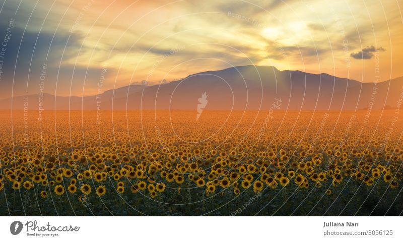 Sonnenblumenfeld bei Sonnenuntergang, orangefarbener Naturhintergrund. Lifestyle exotisch Freude schön Kunst Ausstellung Kunstwerk Umwelt Landschaft Pflanze