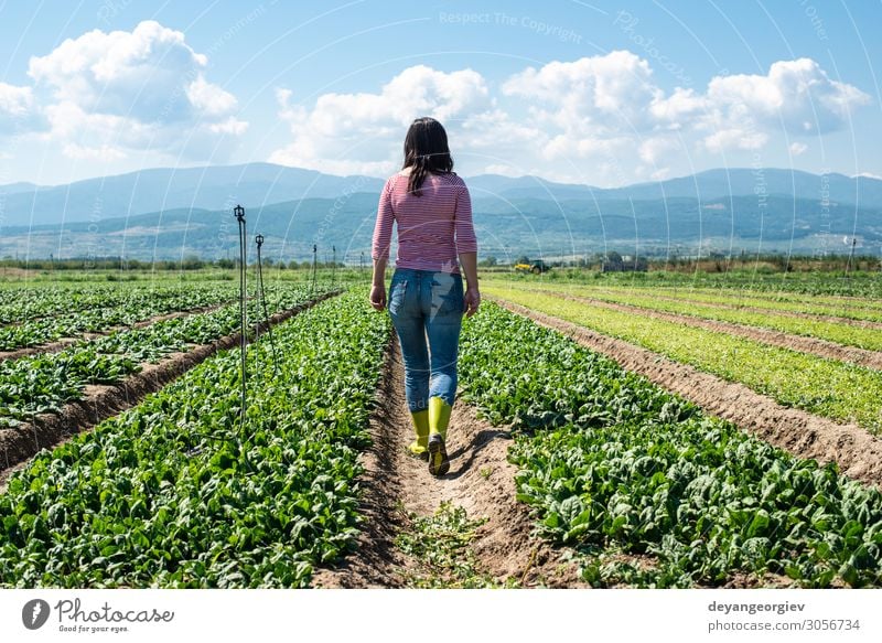 Frau mit grünen Stiefeln, die auf dem Spinatfeld spazieren geht. Gemüse Vegetarische Ernährung Diät Garten Erwachsene Umwelt Pflanze Blatt Wachstum frisch