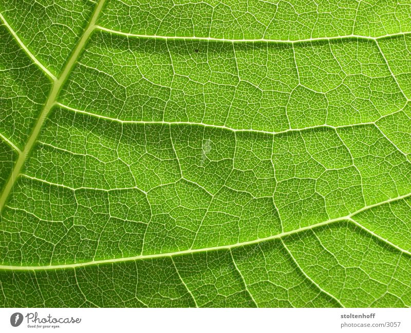 grün Blatt Pflanze Gegenlicht Gefäße Reifezeit Makroaufnahme Nahaufnahme Natur Strukturen & Formen Wachstum