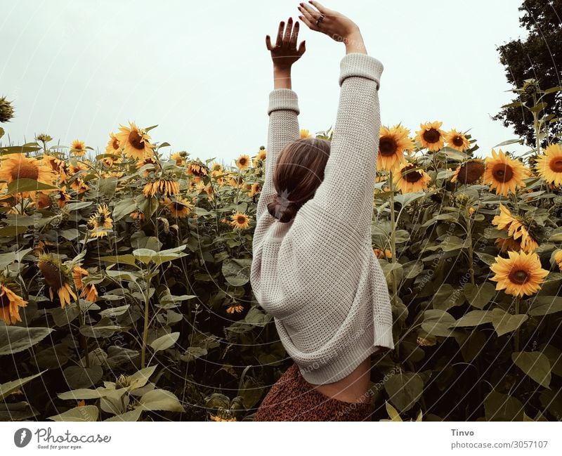 Frau im Sonnenblumenfeld Leben Wohlgefühl Sinnesorgane Sommer feminin Junge Frau Jugendliche Erwachsene 1 Mensch 18-30 Jahre Natur Pflanze Nutzpflanze genießen